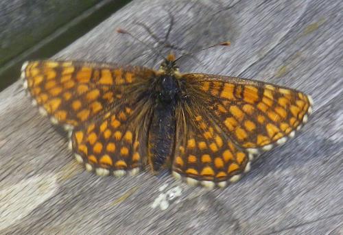 Réf. 234 104 : Melitaea aurelia